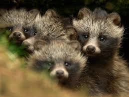 Japanese Racoon Dog Image on My Hard Drive